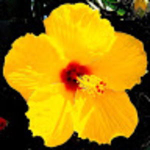 Meet your Posher, Ange